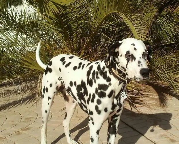 Pensjonat Casa Colina 3*